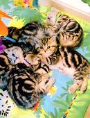 Bkh Kitten, Kätzchen mit Stammbaum in 33142