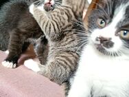 Katzenbabys/ Kätzchen - Meßstetten