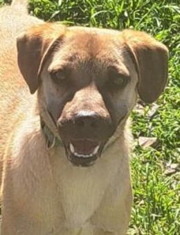 Rocco sucht seine Menschen - Weilheim (Oberbayern)