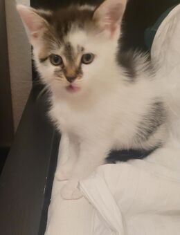 Kleine Katze sucht neue Momy und Dady - Bielefeld