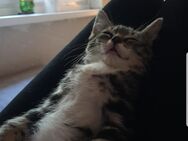 Hauskatzen suchen neues Zuhause - Jarmen