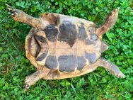 Griechische Landschildkröte, NZ 2007, männlich - München