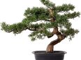 Kunstbonsai Bonsai Zeder Bonsai, Creativ green, Höhe 40 cm in 00000