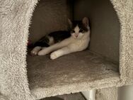 Hauskatzen in liebevolle Hände abzugeben - Mönchengladbach