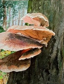 Kunsthandel Gennep - "Pilz" - Kleve Zentrum