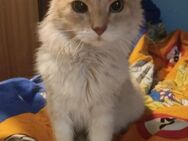 Kuschelkater LEO ruhig+sozial ♥️ - München
