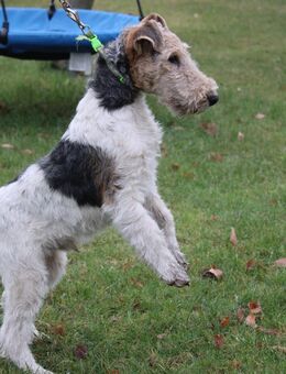 Drahthaar Foxterrier Welpen Rüde mit Ahnentafel. - Steyerberg
