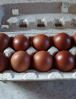10 Bruteier reinr. Marans aus Hobbyzucht abzugeben. - Leutershausen