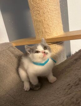 Bkh kitten Britisch Kurzhaar - Mannheim