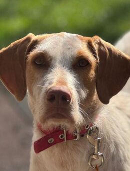 Zoe ein treuer Begleiter - Morsbach