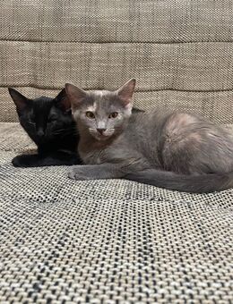 Wir suchen ein liebes Zuhause Bengal Mix - Aschaffenburg