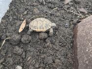 Griechische Landschildkröten. NZ 21/22/24 - Augsburg