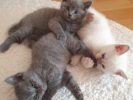 BKH British Kurzhaar Kitten männlich weiblich weiß grau-Blau - Hamburg