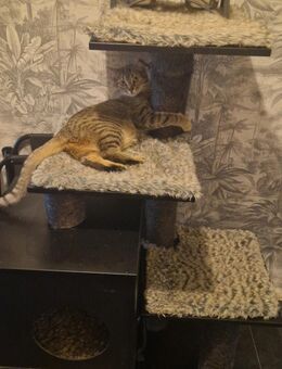 Verkaufe 2 Katzen ca 14 Monate alt - Berlin