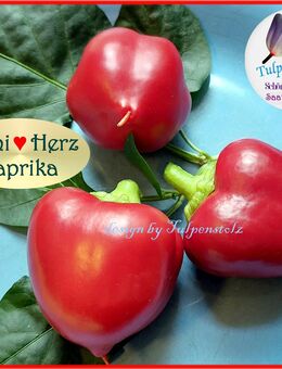 Süße Mini Herz Paprika für Töpfe,Balkon,Samen,Rarität,Tulpenstolz,Garten,Kleine rote,Samenfest,Saatgut,Kindergarten - Hamburg