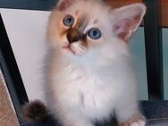 Heilige birma kitten (Jungs) - Marl (Nordrhein-Westfalen)