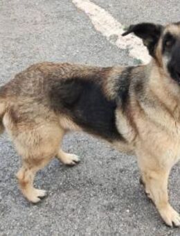 Bruno ist verträglich - Donaueschingen