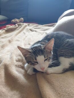 Ein weiteres Katzenkitten (weiblich) - Dortmund Nette