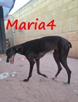 Maria4 auf der Suche nach Liebe ESP - Ruppertsecken