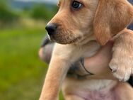 Smarter Labradorwelpe sucht sein liebevolles Zuhause - Lindenberg (Rheinland-Pfalz)