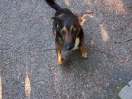Hund zu verkaufen - Heringsdorf (Mecklenburg-Vorpommern)