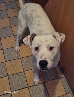 Micky, ein einfühlsamer Mischlingsrüde - Oerlenbach