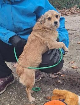 Hope sucht Liebe und Geborgenheit ! - Dortmund