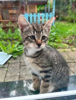 3 wundervolle kitten suchen ein Zuhause - Bad Oeynhausen Eidinghausen