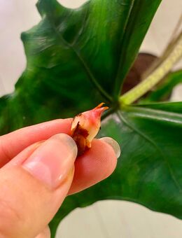 Alocasia Sulawesi Sabrina Narrow Rhizome - Berlin