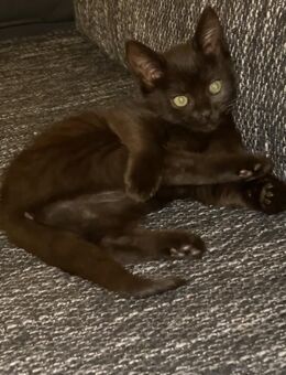 Kitten abzugeben - Berlin Steglitz-Zehlendorf