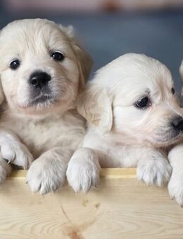 Wunderschöne Golden Retriever Welpen weiß/cremefarben - Biedenkopf