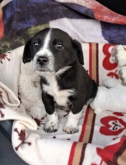 Bob von der Straße in RO gerettet - Blankenheim (Nordrhein-Westfalen)