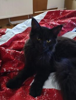 Maine coon Weiblich 6 Monate - Magdeburg