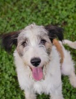 255582 - kuscheln, schmusen und lernen - Overath