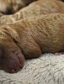 Reinrassige Kleinpudel/Zwergpudel in braun - Abgabe Anfang Februar in 44229