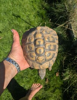 Testudo hermanni Griechische Landschildkröte männlich 19 J. PFLEGESTELLE - Kiel
