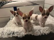 4 kleine Chihuahuas suchen ein Zuhause auf Lebzeiten - Euskirchen Zentrum