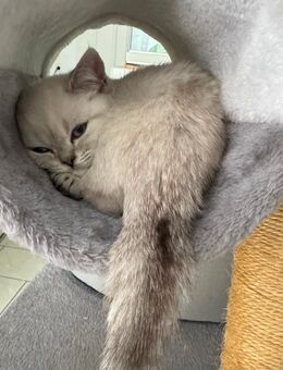 Kleines Glücksknäuel sucht ein liebevolles Zuhause! 🐾 - Zell (Wiesental) Zentrum