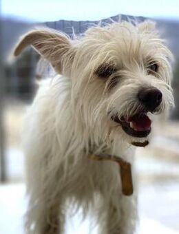 Kiki sucht einfühlsames Zuhause - Bergkirchen