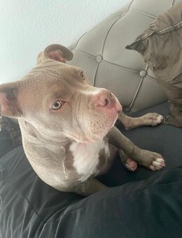 American pocket bully - Wassenberg