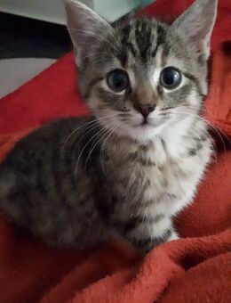 Nur noch 2 kleine Kitten suchen ein neues Zuhause - Ahrensburg