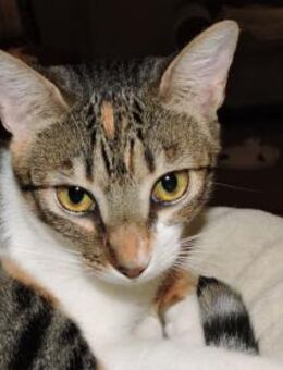 Lidara verschmustes Glückskätzchen - Garbsen