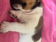 Wunderschöner, reinrassiger Jack Russel Terrier Welpe 1. Monat - Nürnberg