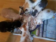 5 Katzenbabys Babykatzen Katerchen - Odenbach