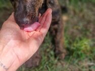 Charakterstarke Lola sucht ihre Familie - Großefehn