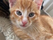 Kitten - Morsbach