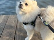 Pomeranian Zwergspitz mit Heimtierausweis sucht liebevolles Zuhause - München Moosach