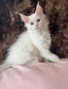 Meine Coon Kitten - Schöffengrund