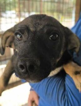 GIACOMO ~ mit niedlicher Schnute - Duisburg