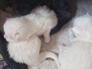 5 Reinrassige wunderschöne Maine Coon Kitten - Nordheim